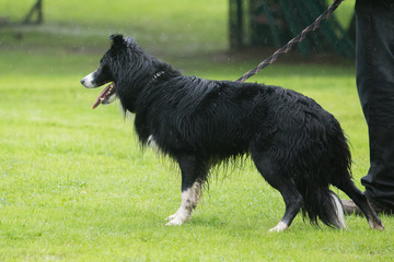 border collie
