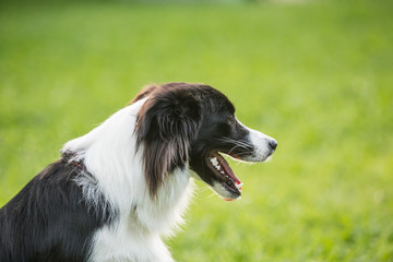 border collie