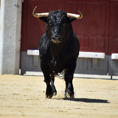 toro