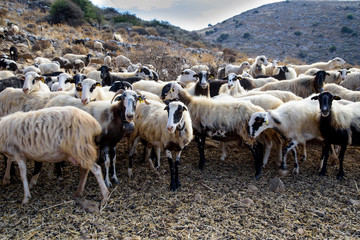 Fototapeta premium Herd of sheep in the pasture in the mountains. Crete, Greece. 