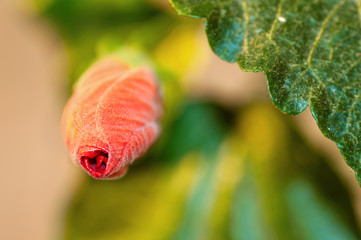Fototapeta premium closed bud hibiscus red, front view, macro, background