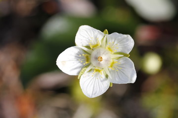 Close-up of Grass of Parnassus flower or Bog-star flower