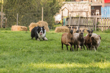 border collie