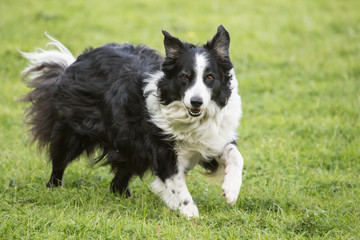 border collie