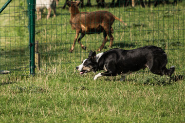 Fototapeta premium border collie