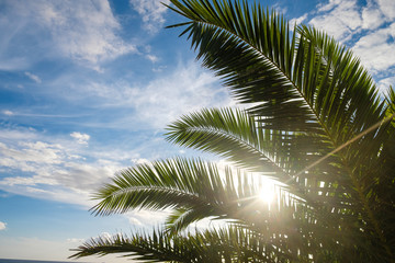 Palm tree leaves against sunset light