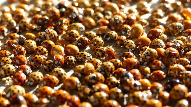 Many ladybirds. Mating of insects
