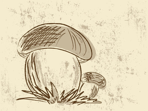 Hand drawn mushrooms