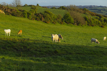 Obraz premium Cows grazing on grassy green field on a bright sunny day. Normandy, France. Cattle breeding and industrial agriculture concept. Summer countriside landscape and pastureland for domesticated livestock