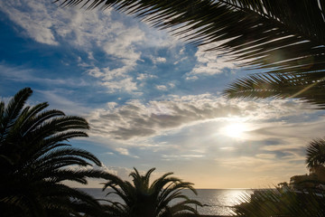 Palm tree leaves against sunset light