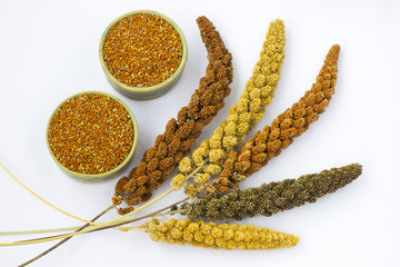 Yellow, green and red ears of millet. Grain millet. White background