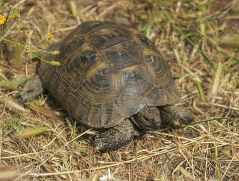 Mediterranean turtle (Testudo graeca)