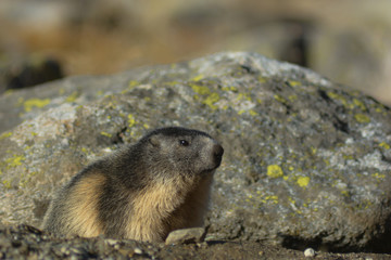 Marmotta (Marmota marmota) - ritratto