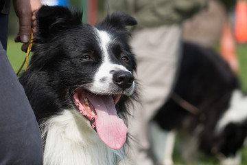 border collie
