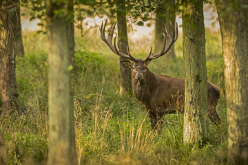 deer, hunting season, deer rut