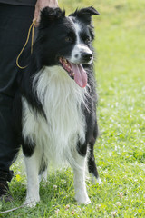 border collie