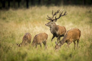 deer, hunting season, deer rut