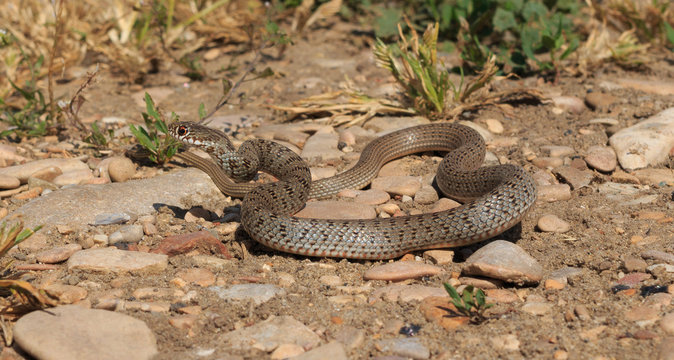Snake (Dolichophis caspius)