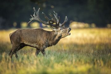 Naklejka na ściany i meble deer, hunting season, deer rut