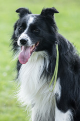 border collie
