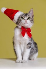 cat wearing santa hat