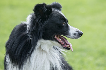 Fototapeta premium border collie