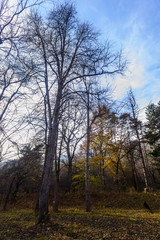 Fototapeta na wymiar Forest in autumn colors, Armenia
