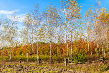 Field and colorful birch trees in autumn season, Poland