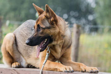 German shepherd