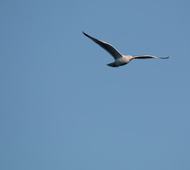 Mediterranean seagull