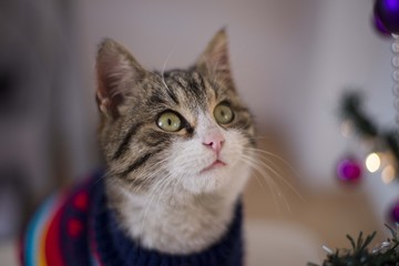 cat christmas portrait