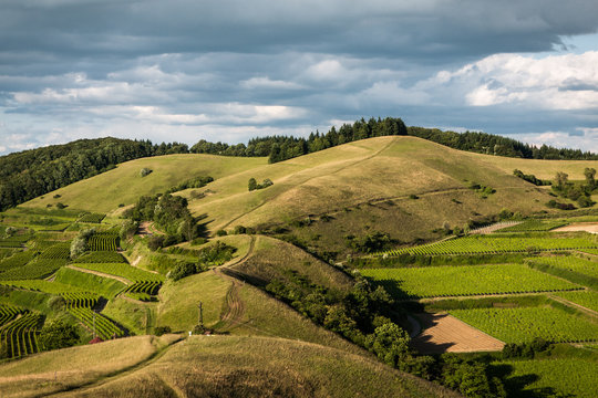 Path over Hills and Vine Yards