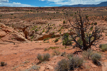 Pick-a-boo slot canyon on the surface of the desert on Kaiparowits Plateau 
Grand Staircase Escalante National Monument, Garfield County, Utah, USA