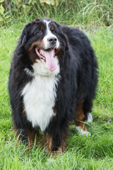 Bernese Mountain Dog