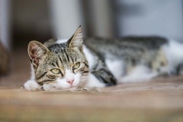 Obraz premium cat portrait background