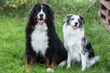 Bernese Mountain Dog