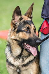 german shepherd