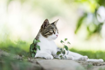 cat portrait background