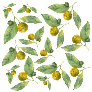 Clementines. Citrus on white background. Seamless watercolor pattern