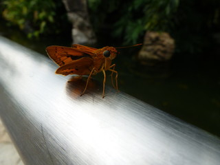 Kurioses orange-rotes Insekt Singapur