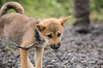 shiba inu