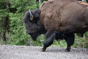 Buffalo Closeup