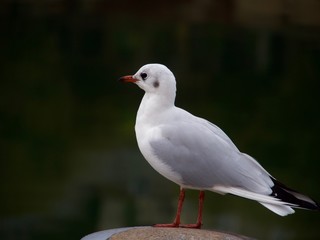 Oiseau Blanc