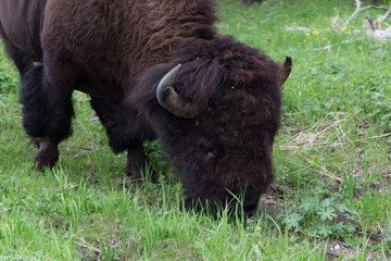 Fototapeta premium Buffalo Grazing Closeup