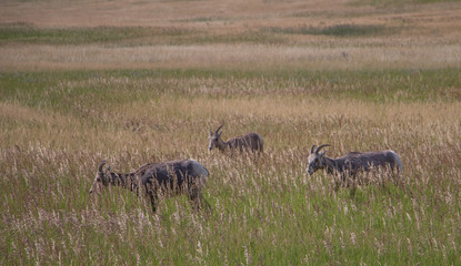 Bighorn sheep herd grazing in tall grass