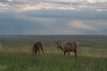 Naklejka na ściany i meble Bighorn sheep herd grazing in tall grass