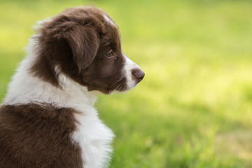 border collie