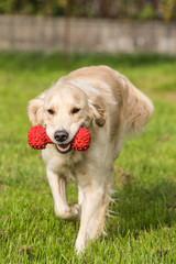 golden retrievers