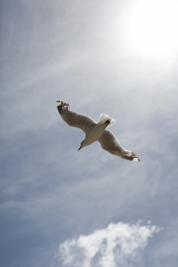 flying bird