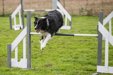 border collie